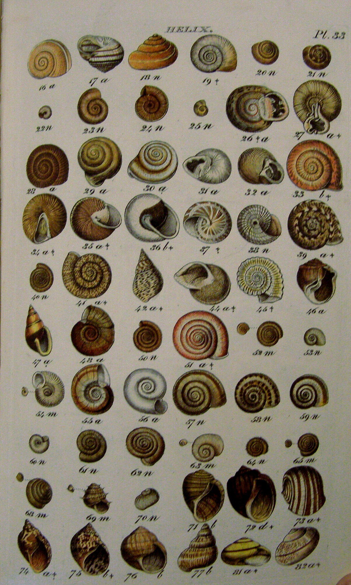 Foreign Shells Shell List Index at Esther Parr blog
